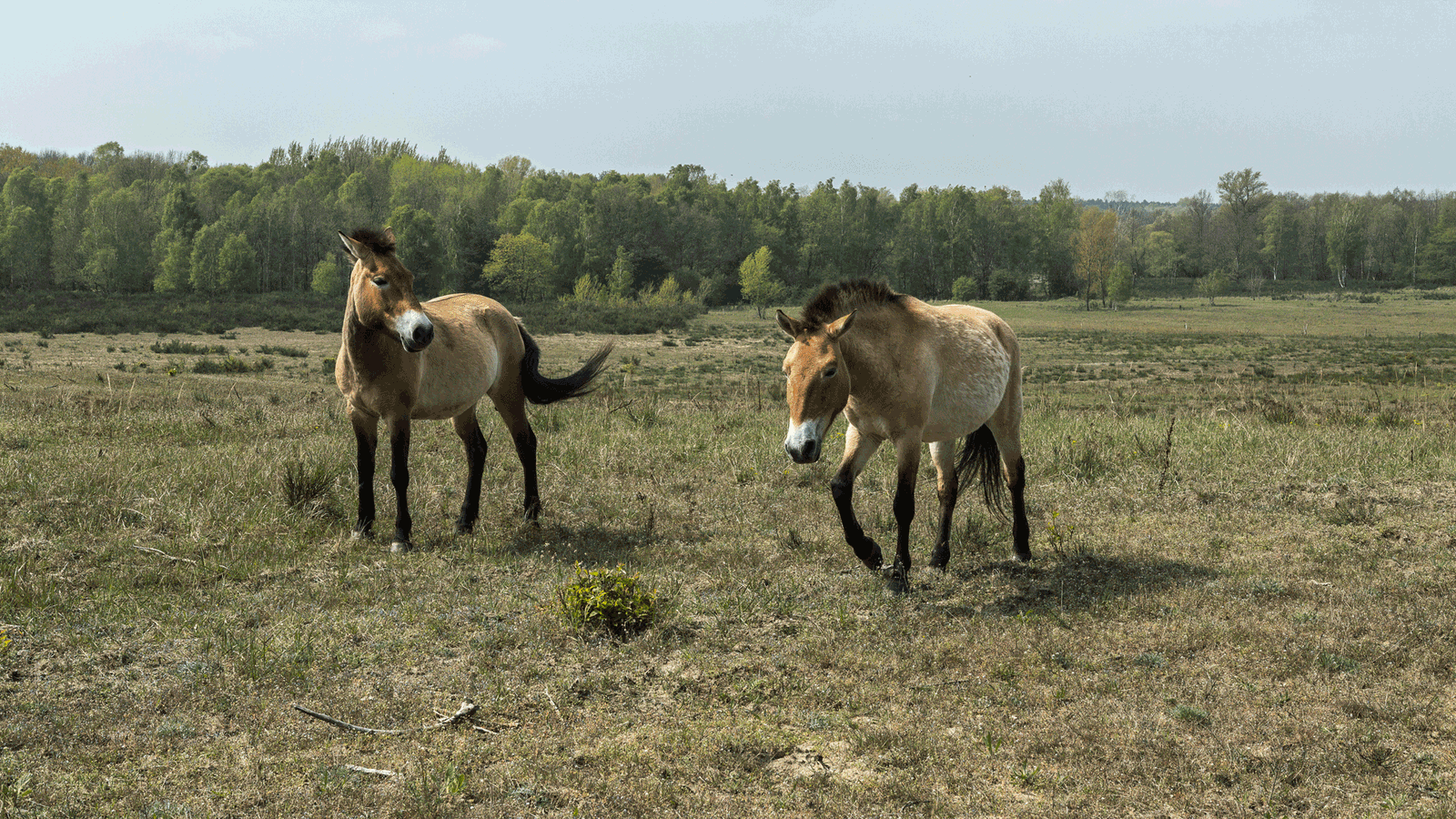 Berlin & Brandenburgs beste BRF Doeberitzer Heide