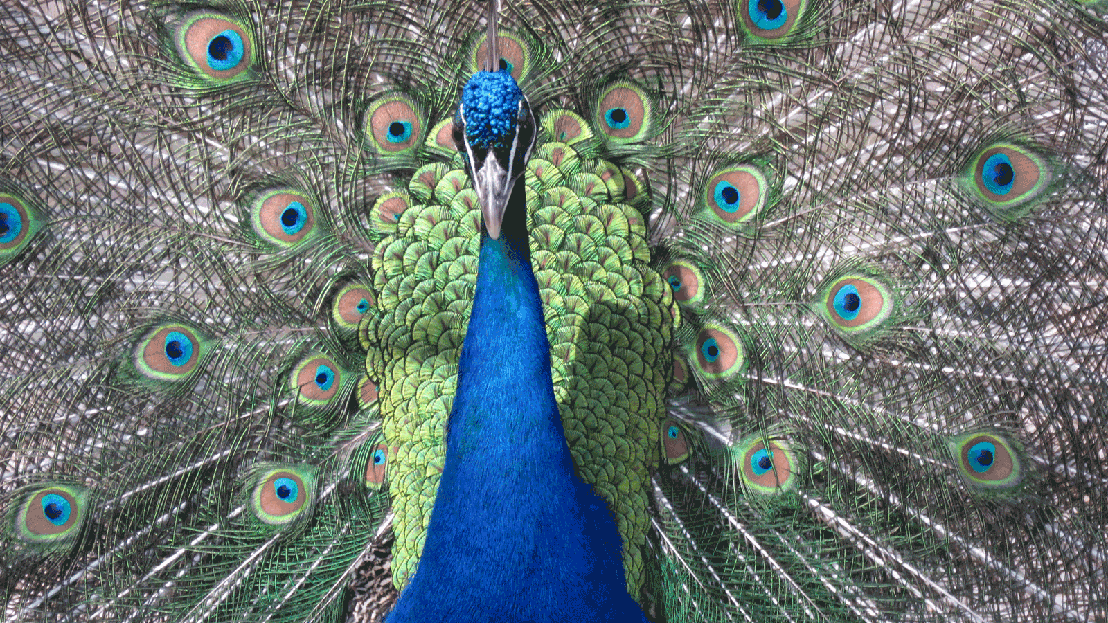 Berlin & Brandenburgs beste BRF Heimattiergarten