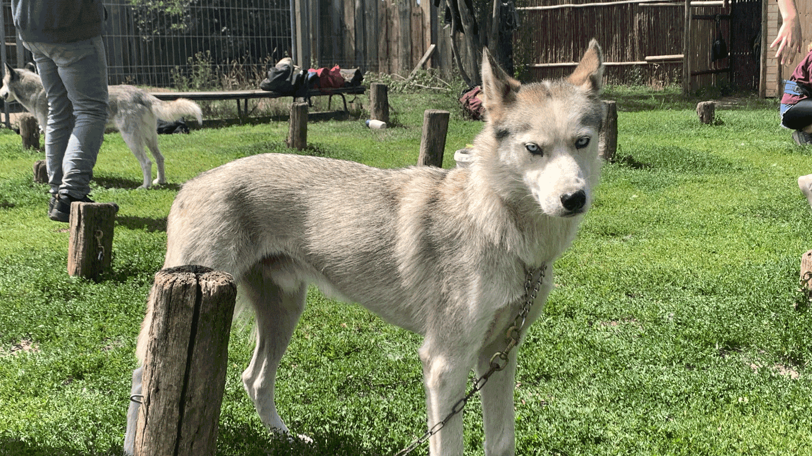 Berlin & Brandenburgs beste BRF Huskytour