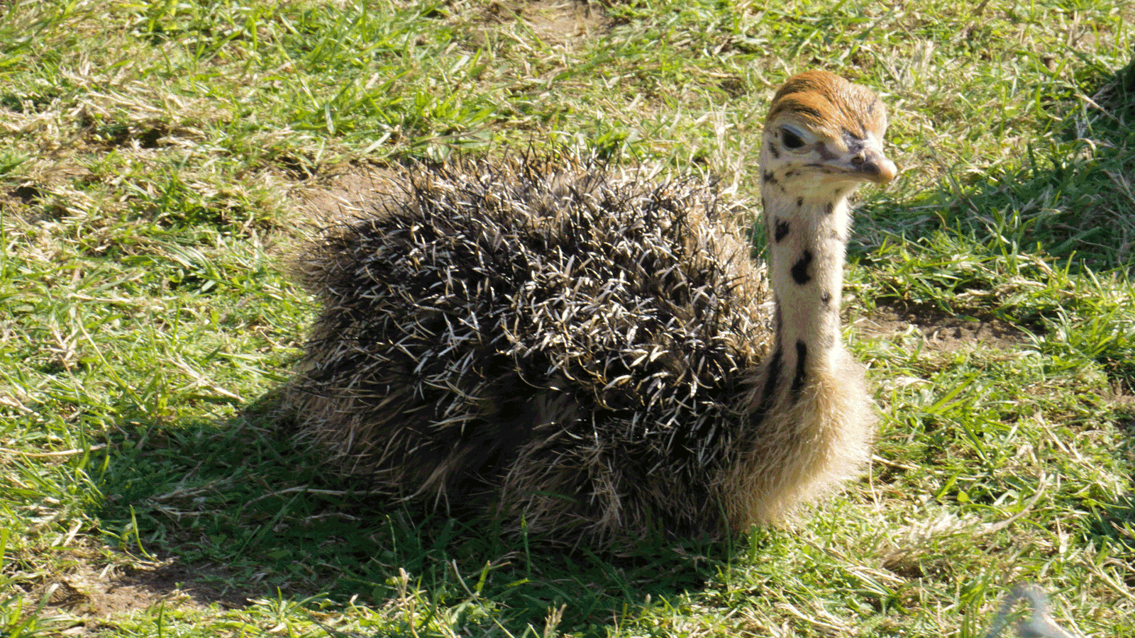 Berlin & Brandenburgs beste BRF Jambo Straußenfarm