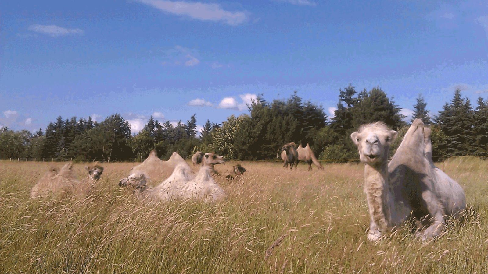 Berlin & Brandenburgs beste BRF Kamelhof