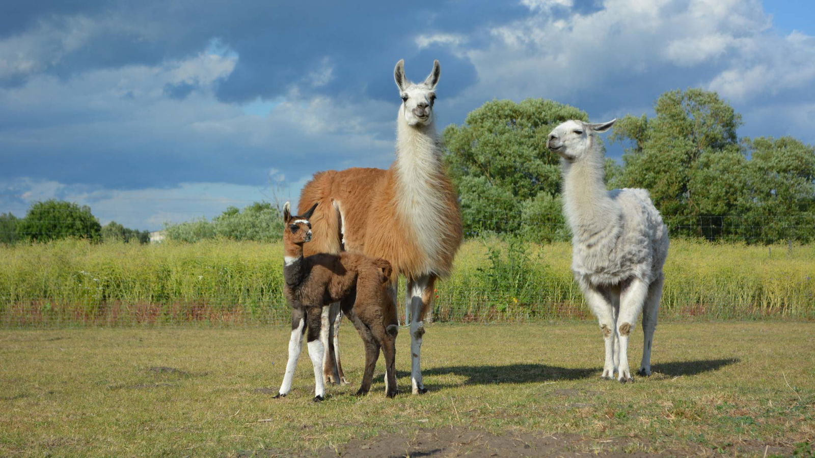 Berlin & Brandenburgs beste BRF Lamahof