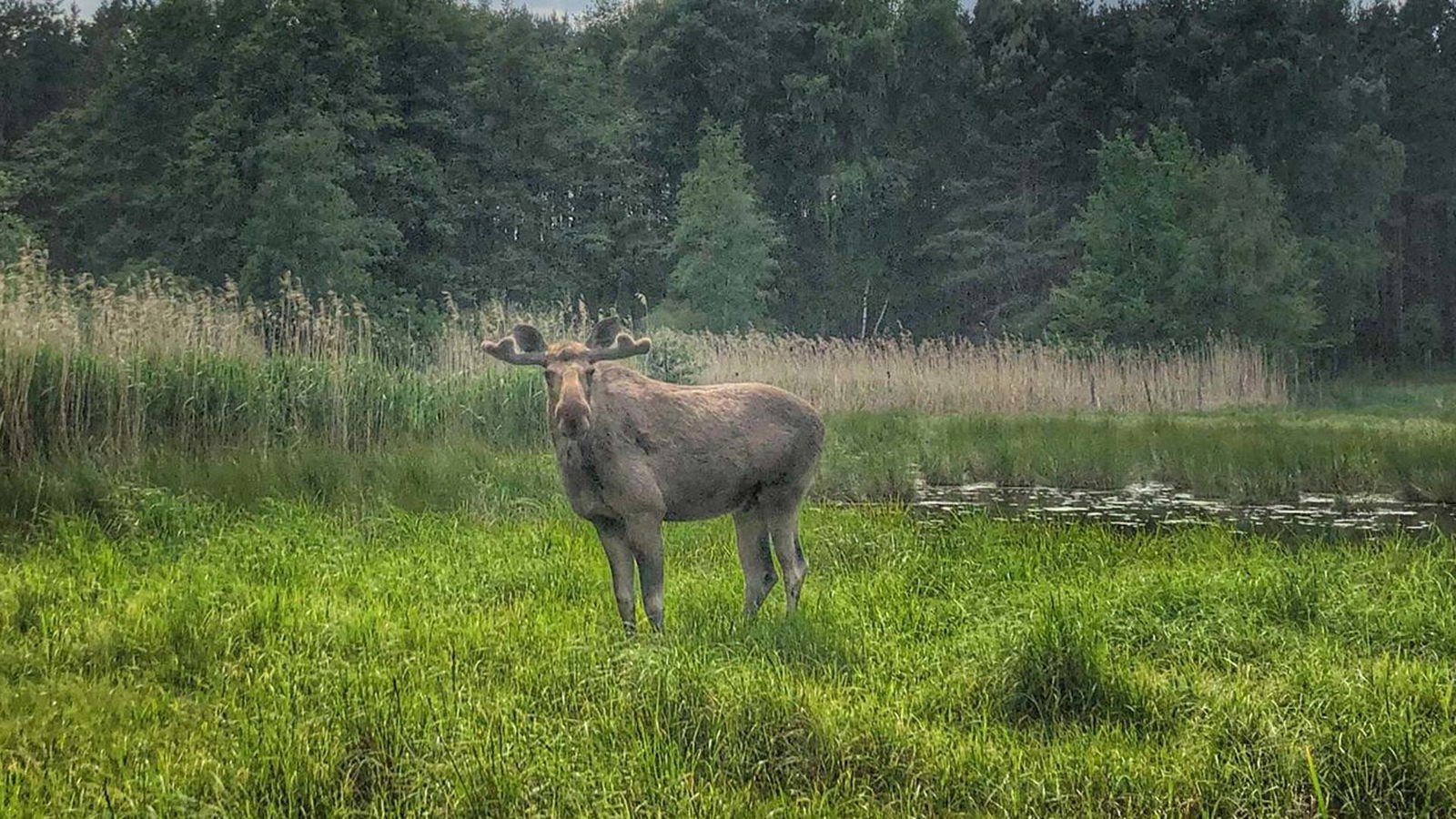 Berlin & Brandenburgs beste BRF Wildpark Schorfheide
