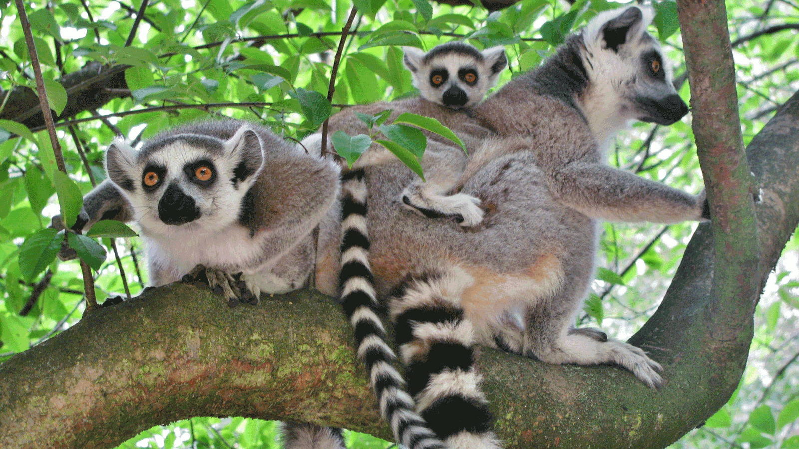 Berlin & Brandenburgs beste BRF Zoo Eberswalde