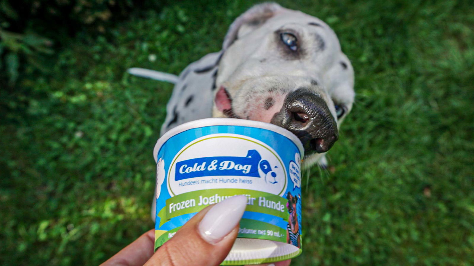 Hund schleckt Frozen Joghurt von Cold&Dog