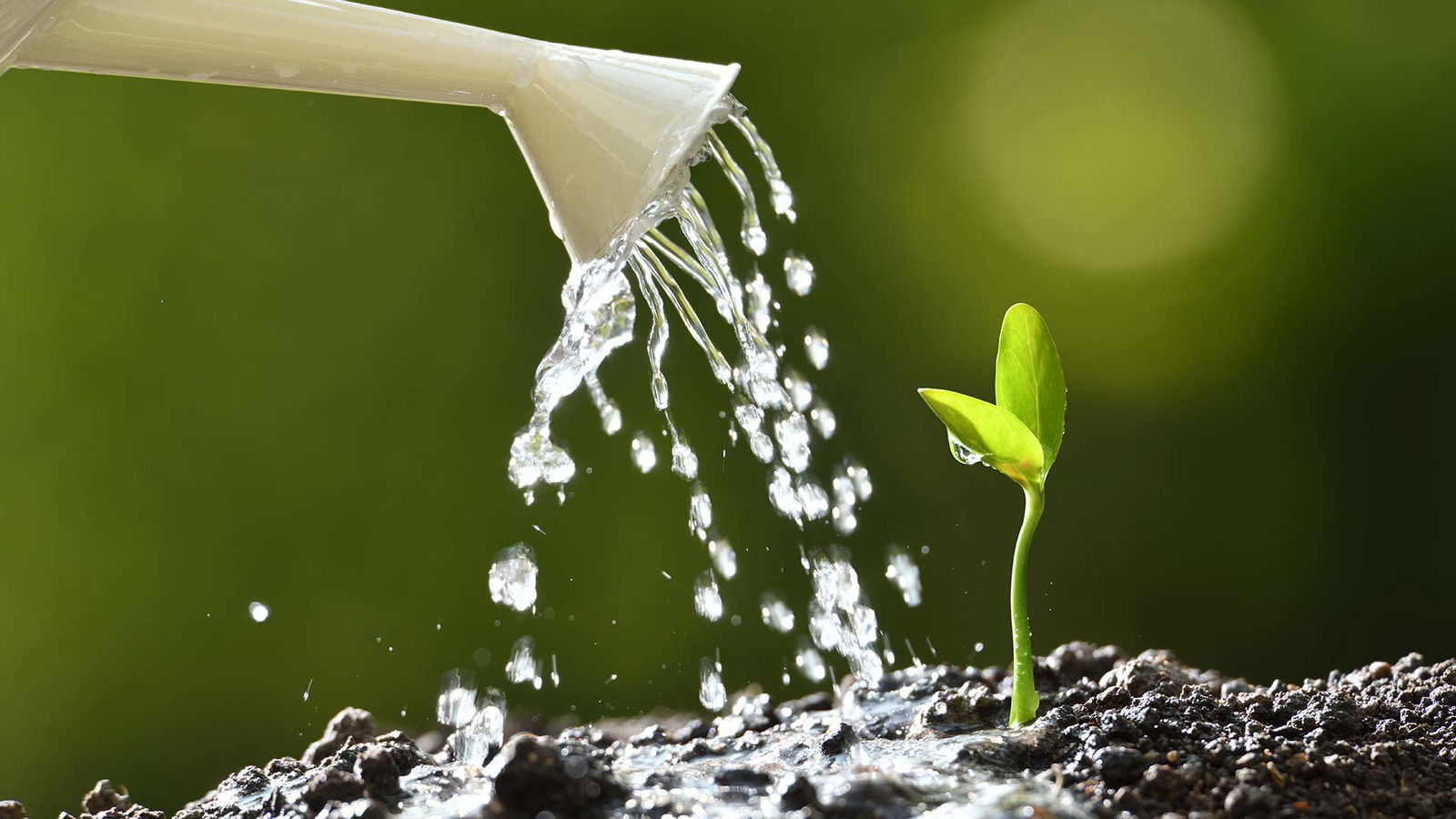 Gießkanne kleine Pflanze