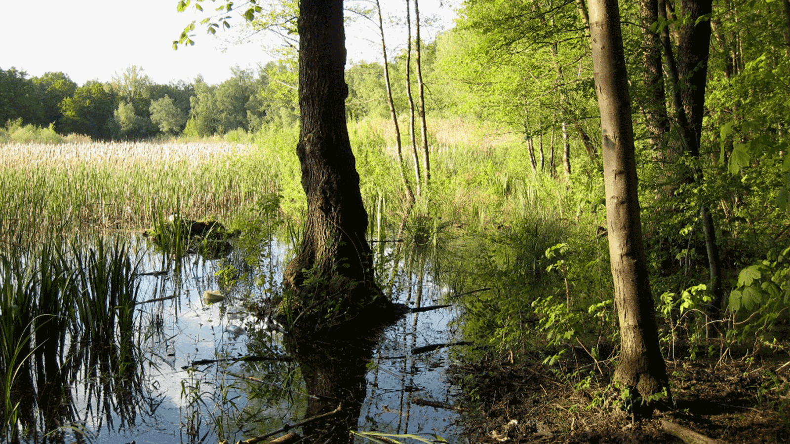 Berlin & Brandenburgs beste Fauler See/ Weißensee