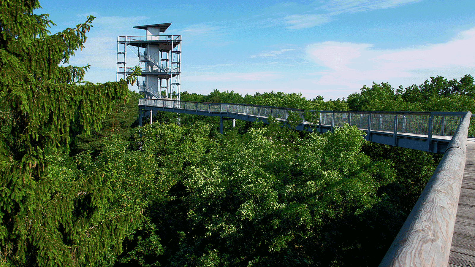 Berlin & Brandenburgs beste Baumwipfelpfad Beelitz Heilstätten