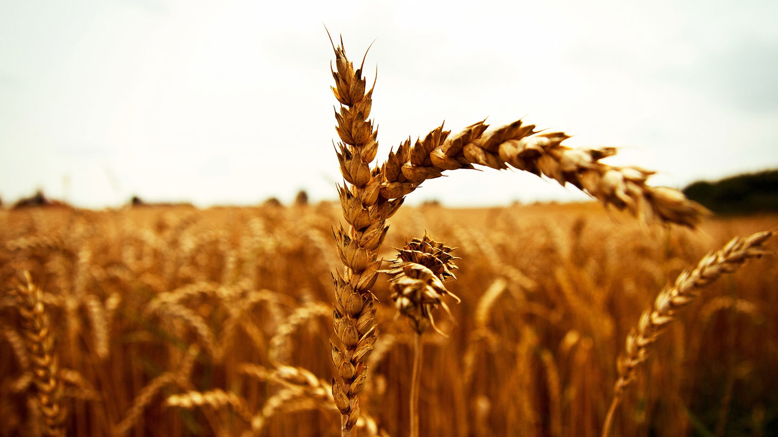 Warum Darum Kornfeld