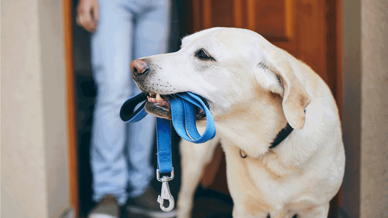 HundalsHeiratvermittler