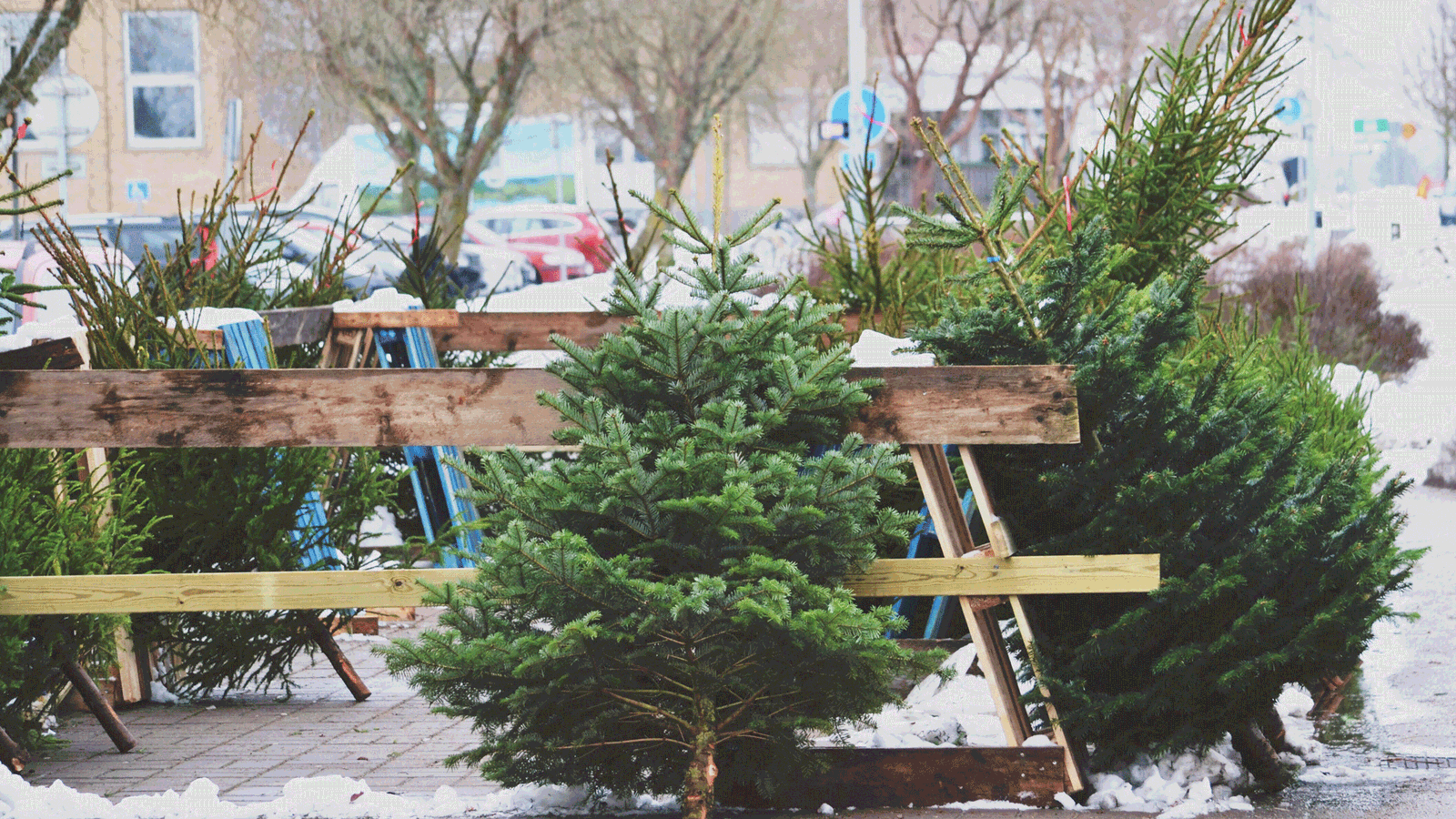 Berlin Live Weihnachtsbaeume