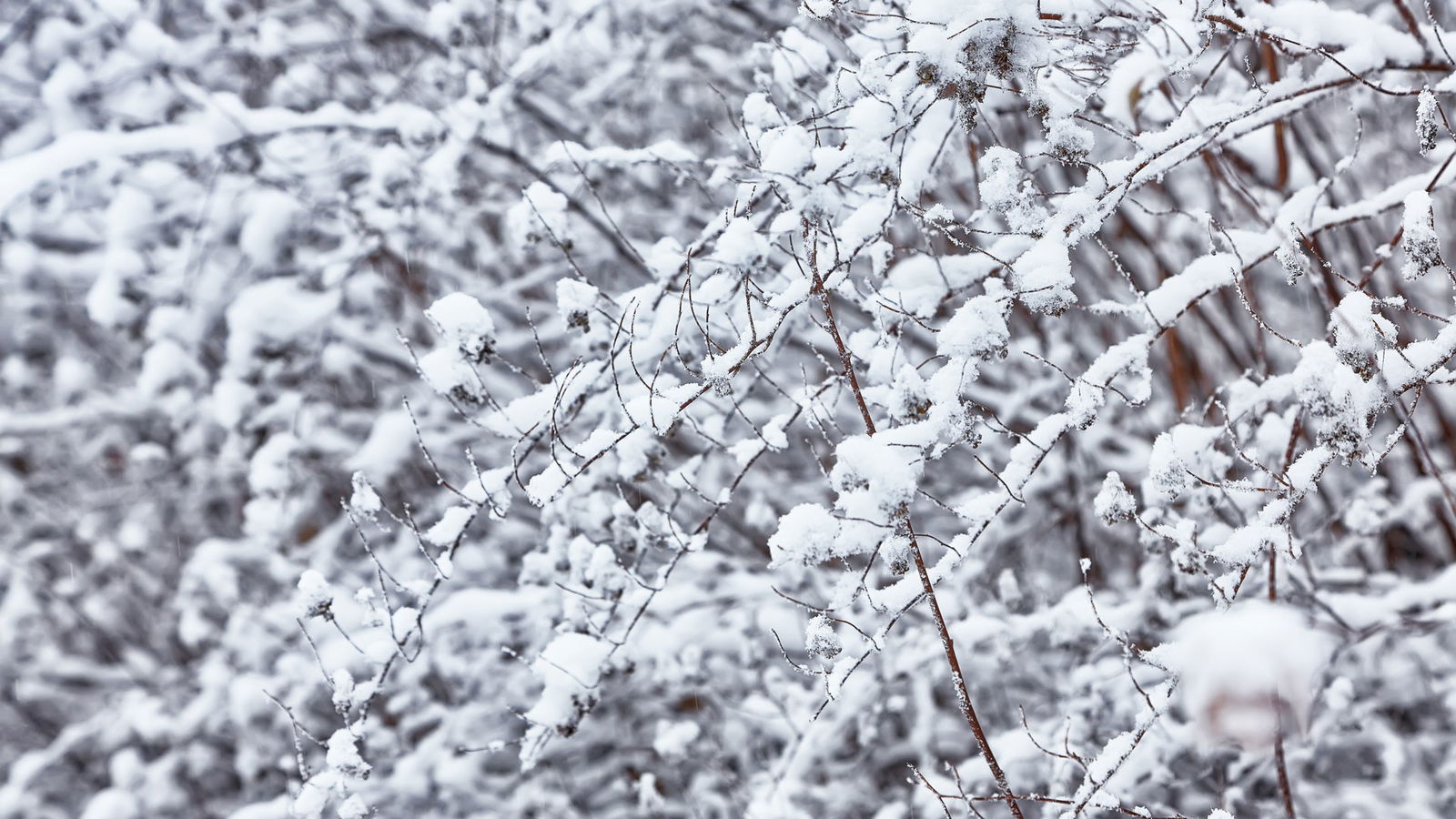201217 Warum Darum Schneeflocken