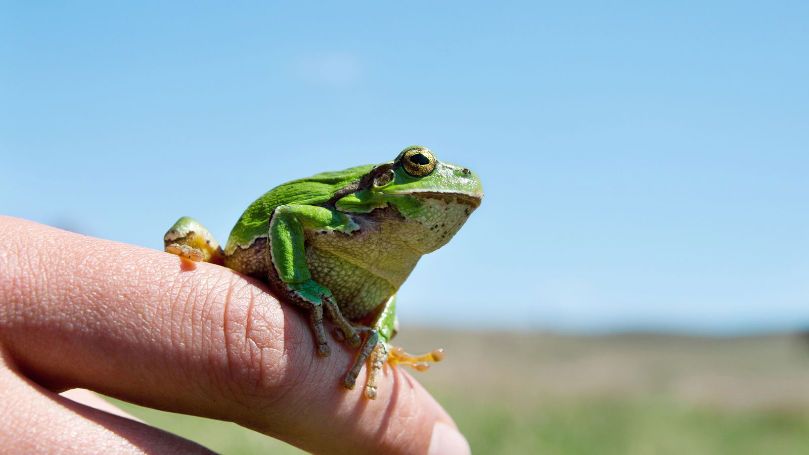 210202 Warum Darum Frosch im Hals
