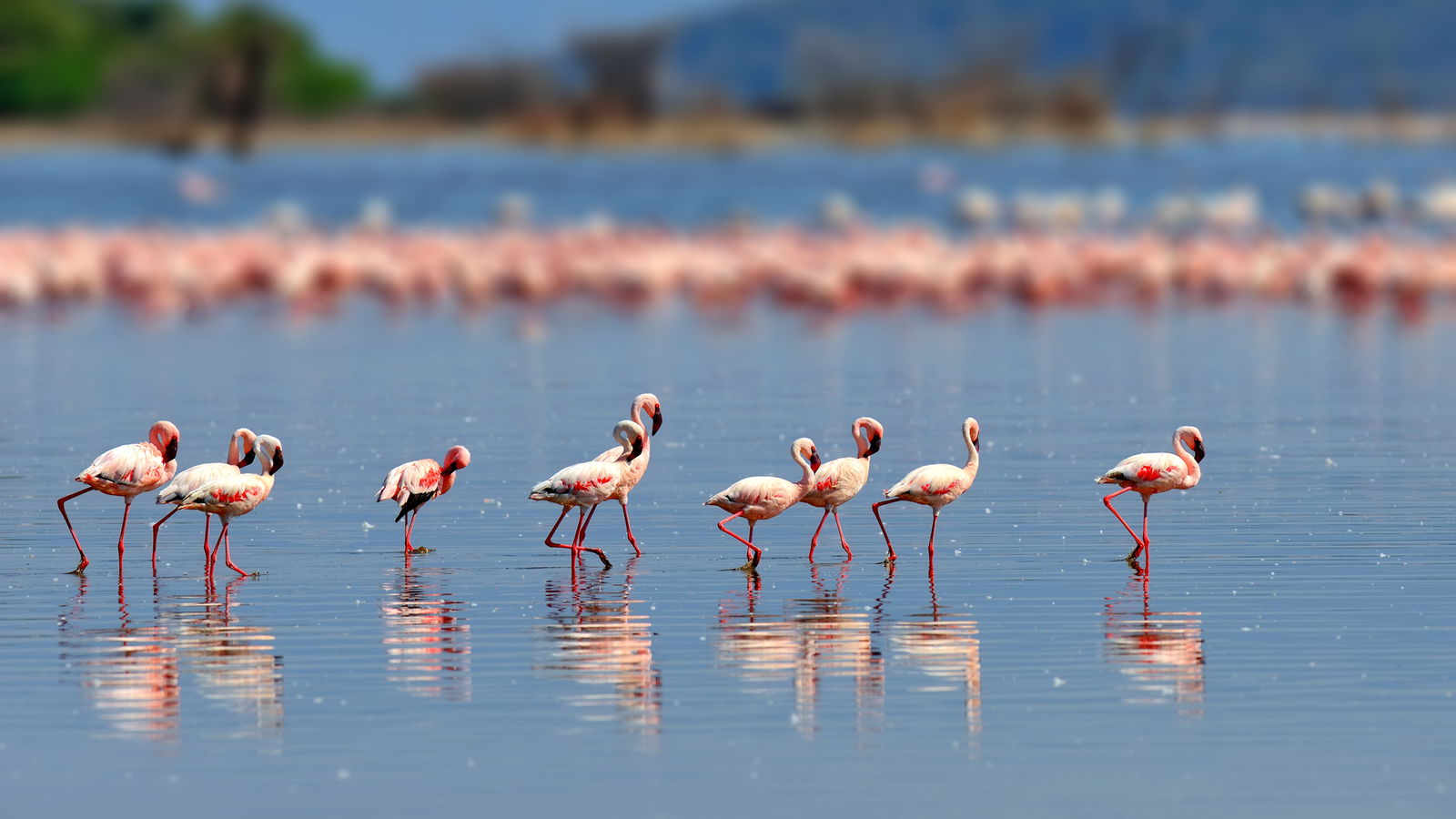 Warum-Darum-Flamingos-rosa