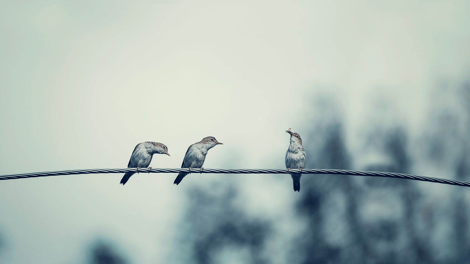 Warum Darum Zugvoegel