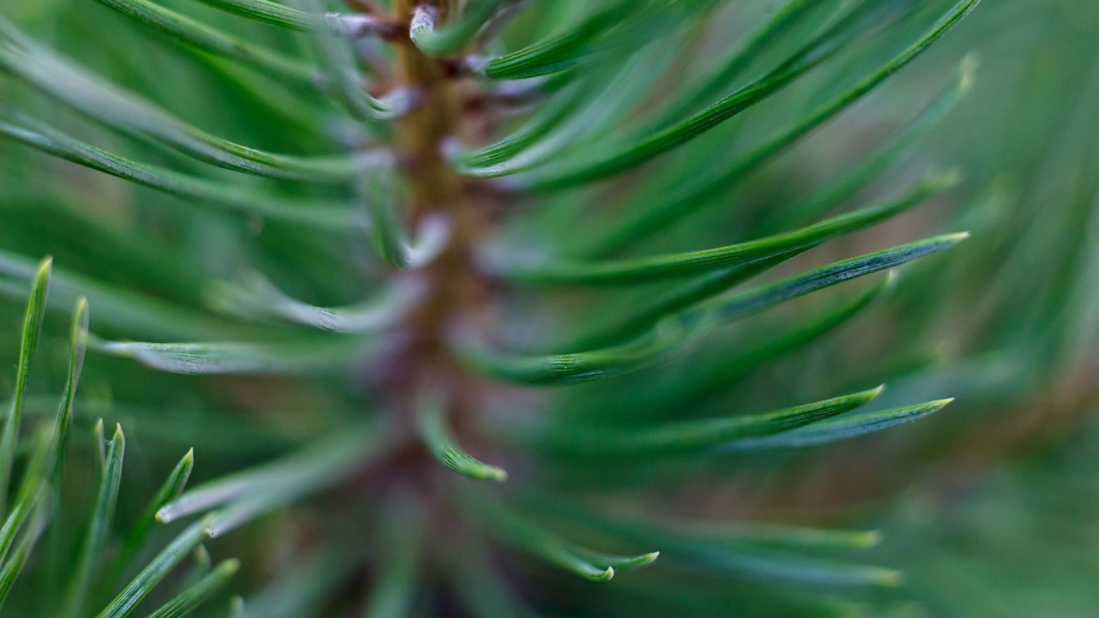 Warum Darum Nadelbaueme