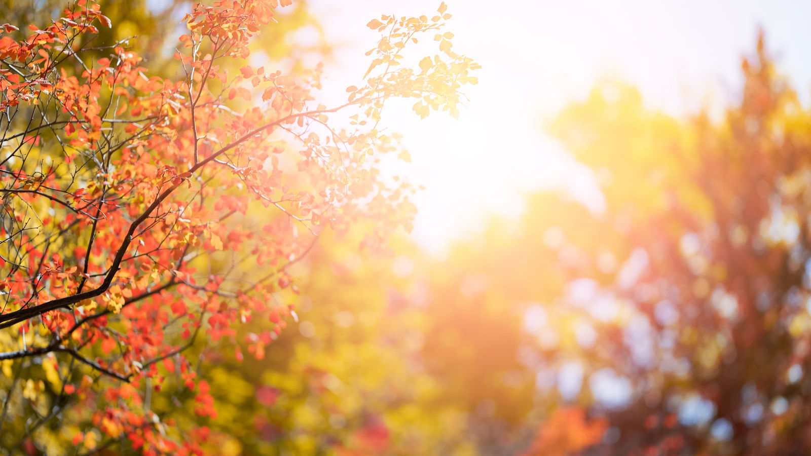 Warum Darum Altweibersommer