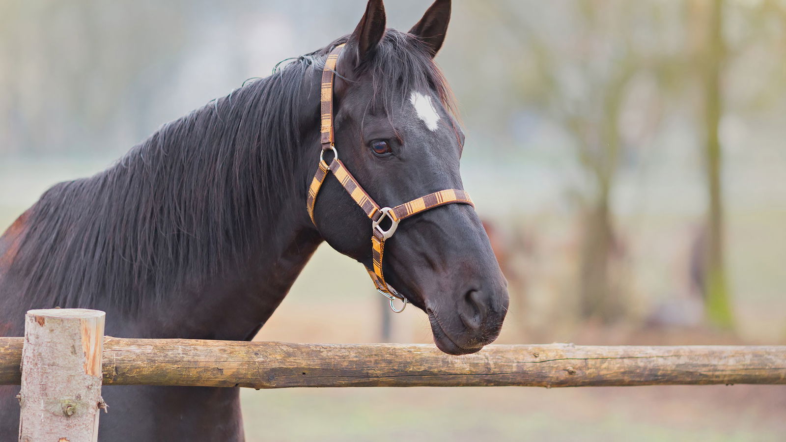 BRF_warumdarum_warumschnauben_2022