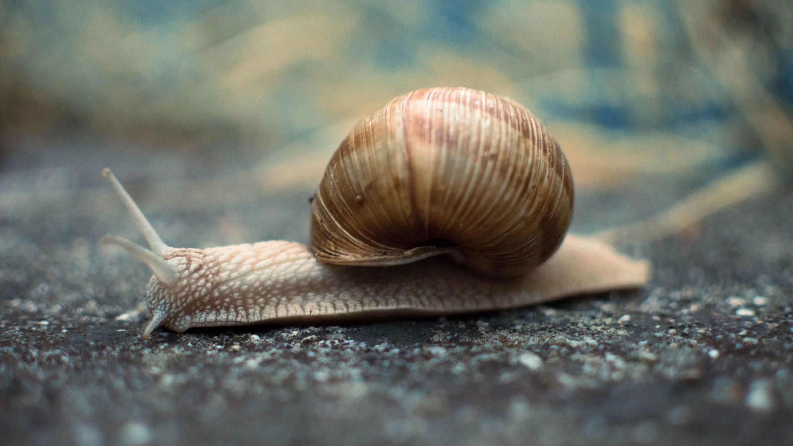 BRF_warumdarum_warumschnecke_2022