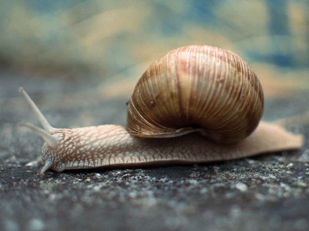 Warum sieht man in der kalten Jahreszeit keine Schnecken