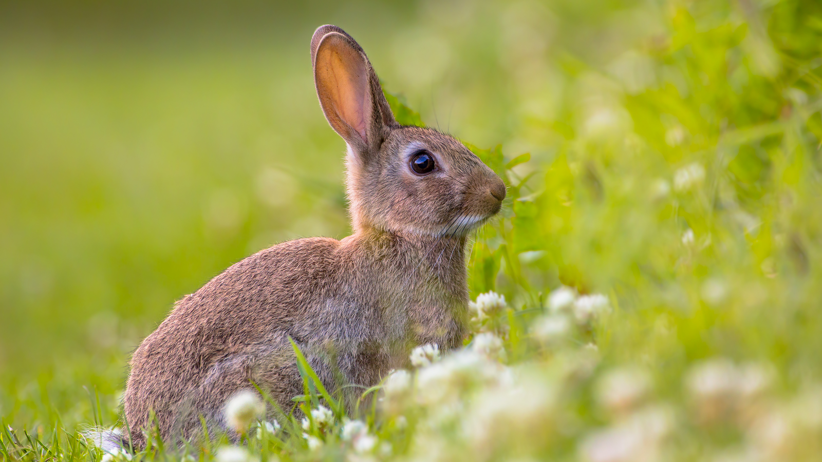brf_warum_darum_haseweißvonnichts_2022