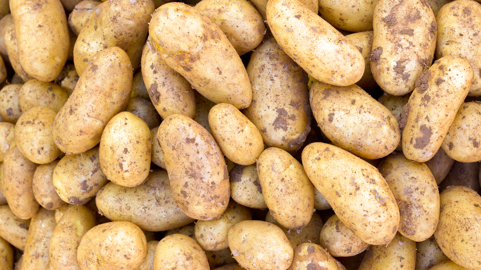 brf_warum_darum_kartoffeln_2022