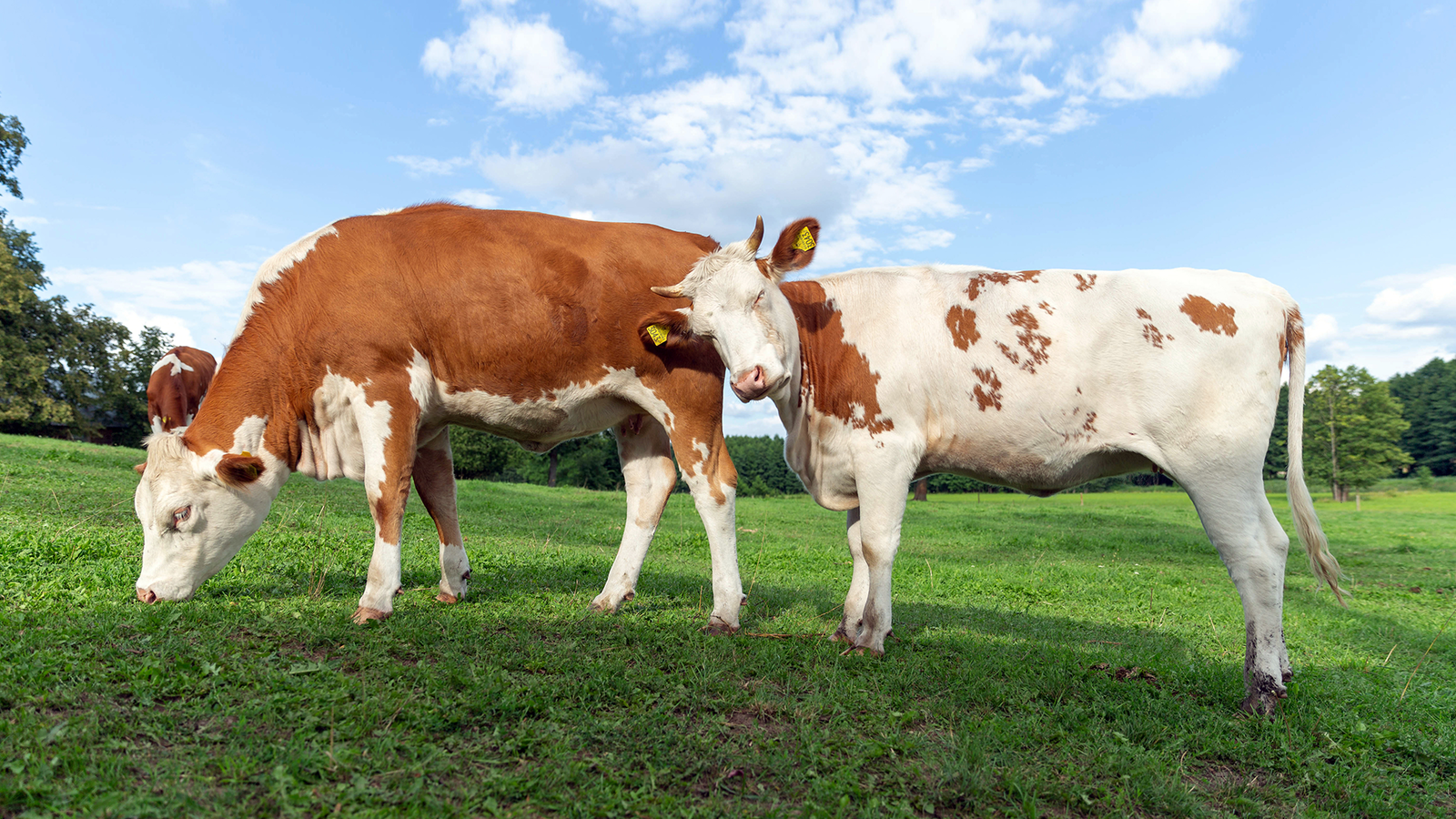 brf_warum_darum_kuhhaut_2022