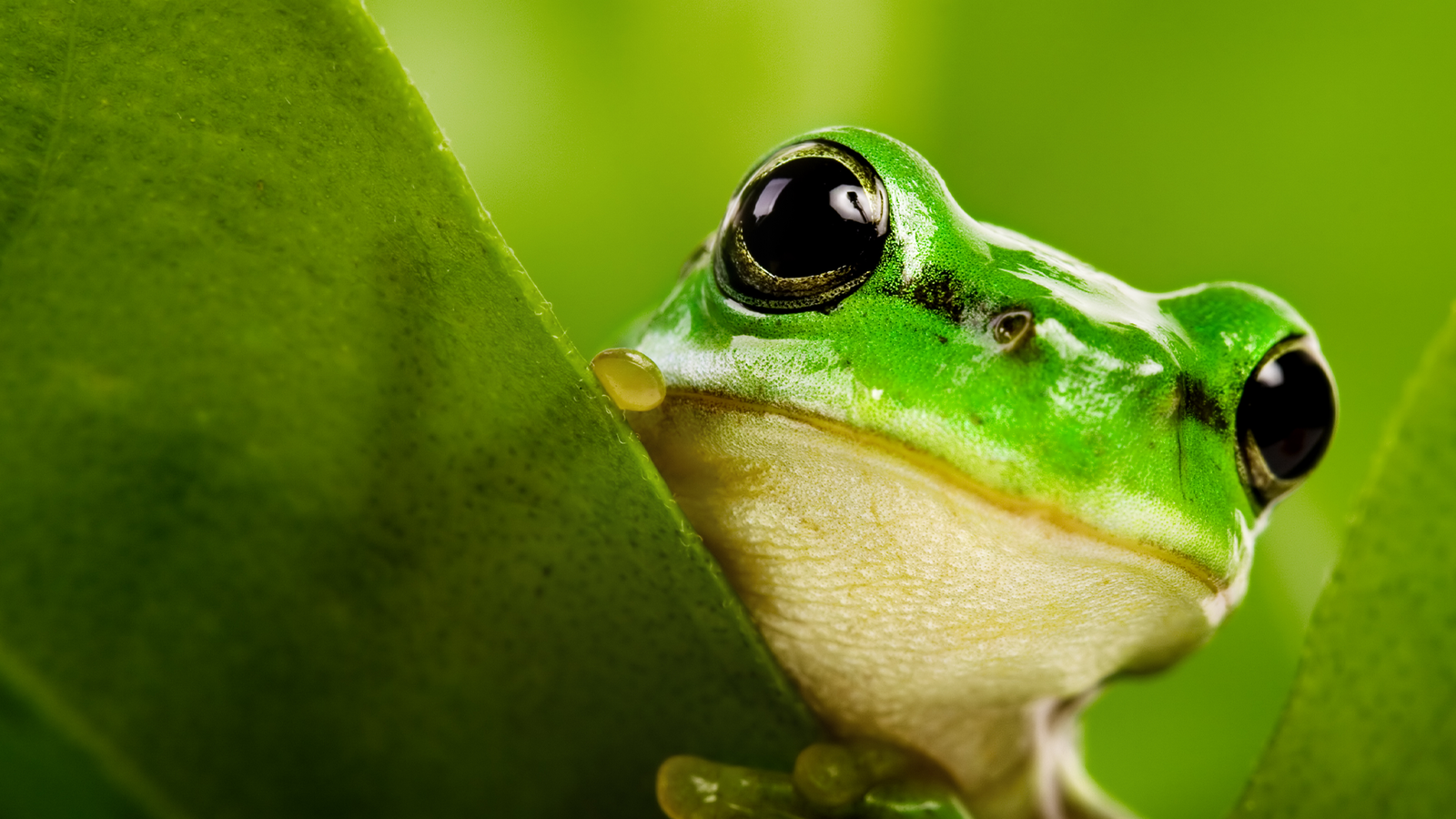 brf_warumdarum_seikeinfrosch_2022