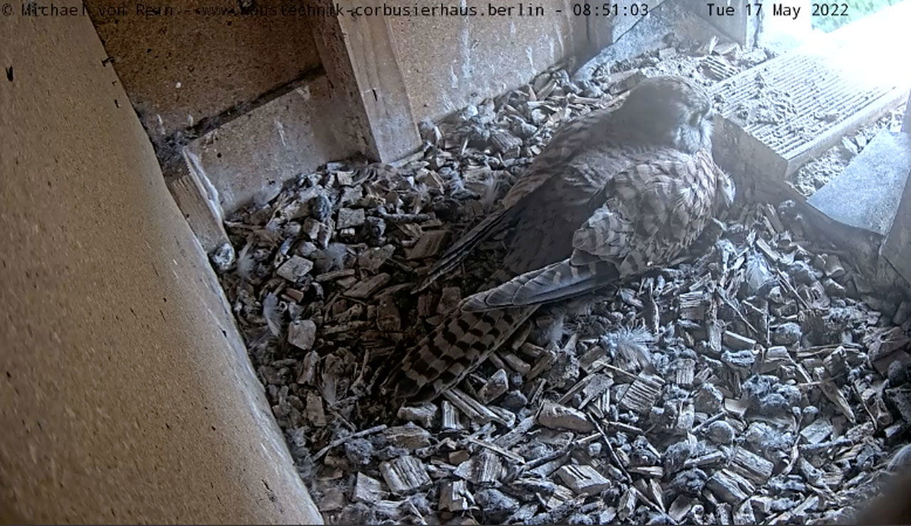 brf-service-turmfalken-livestream