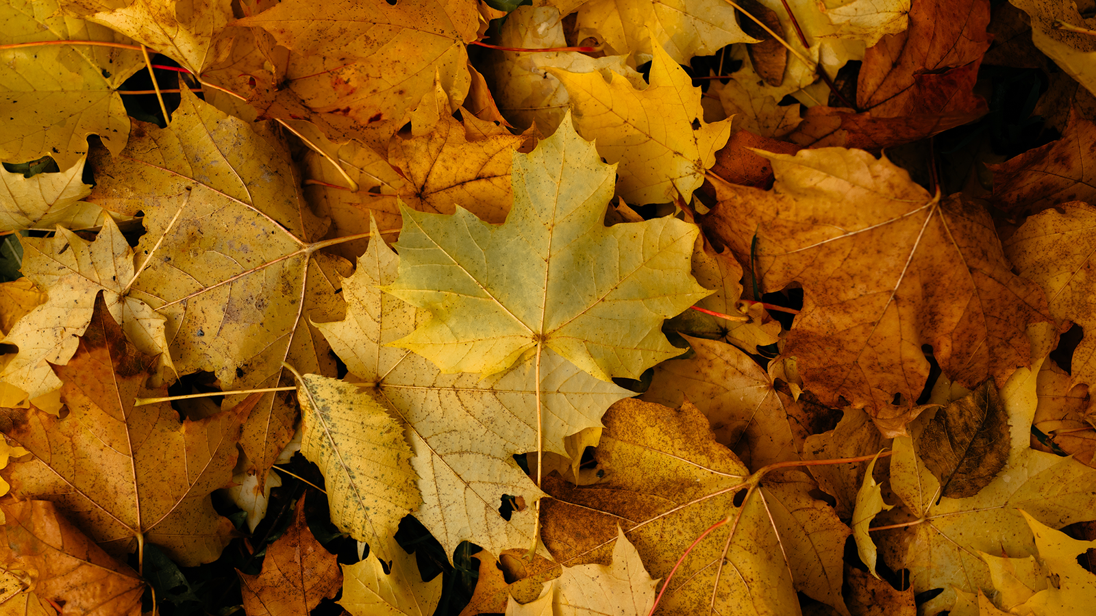 brf_warumdarum_blattvordenmund