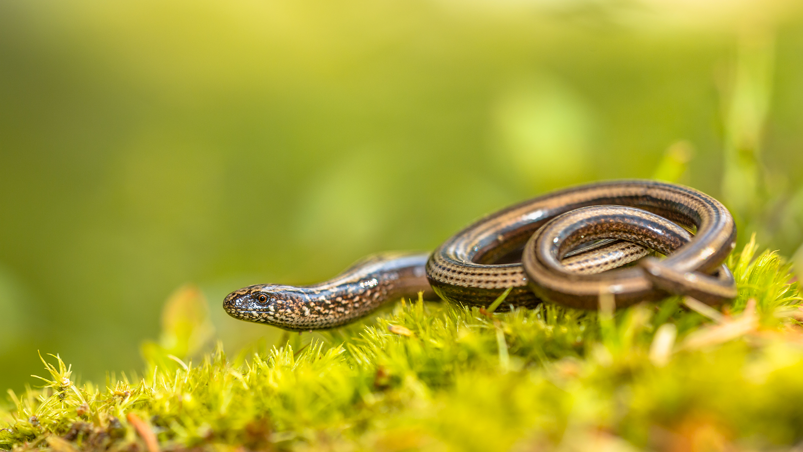 brf_warumdarum_blindschleiche