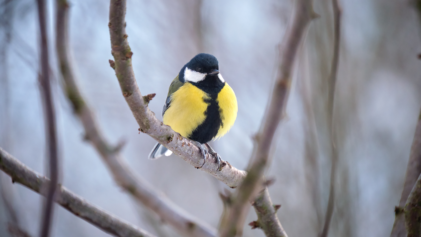 brf_warumdarum_vögelbaum