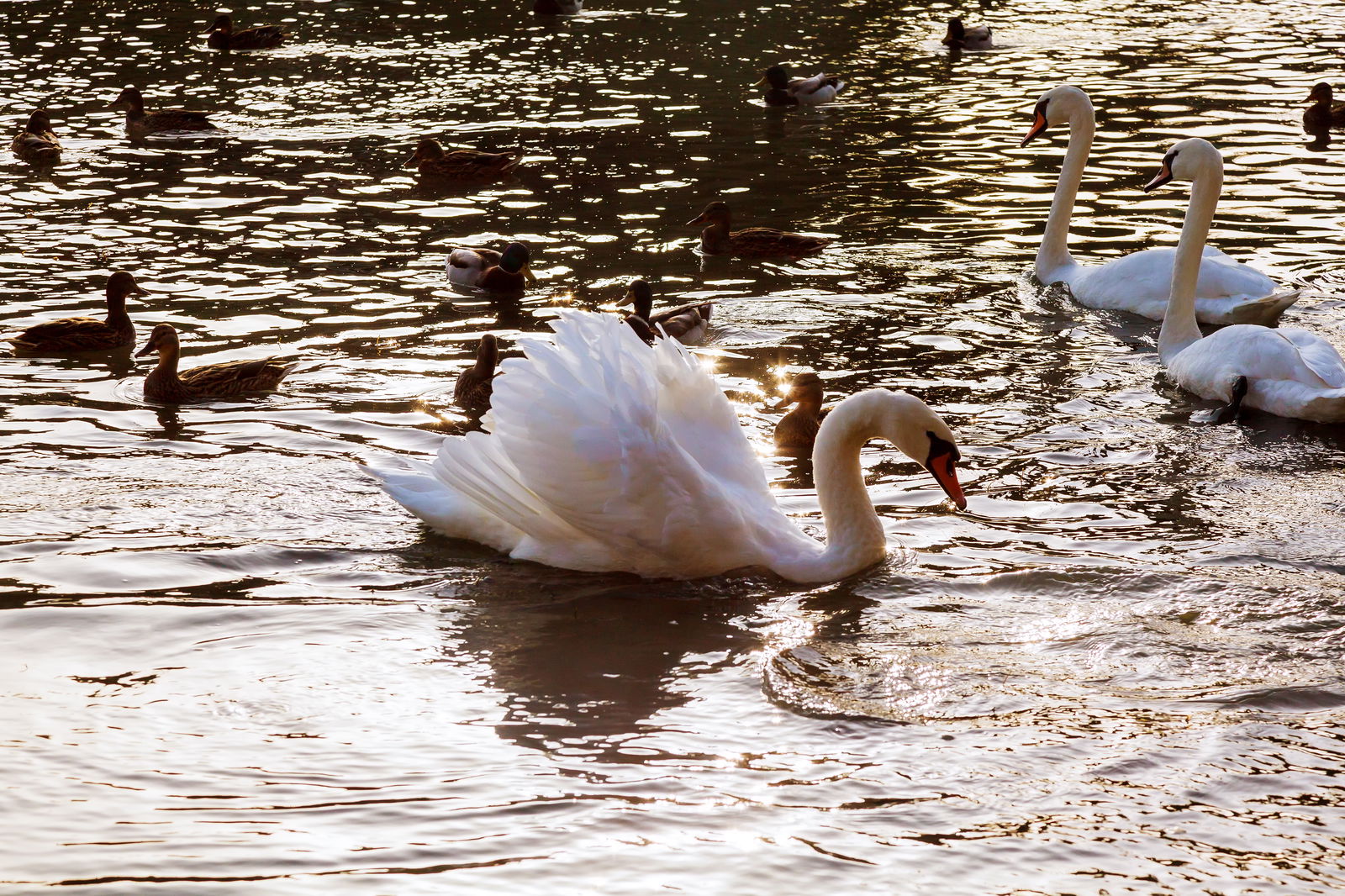 berliner-rundfunk-100-prozent-deutsch-karat-schwan