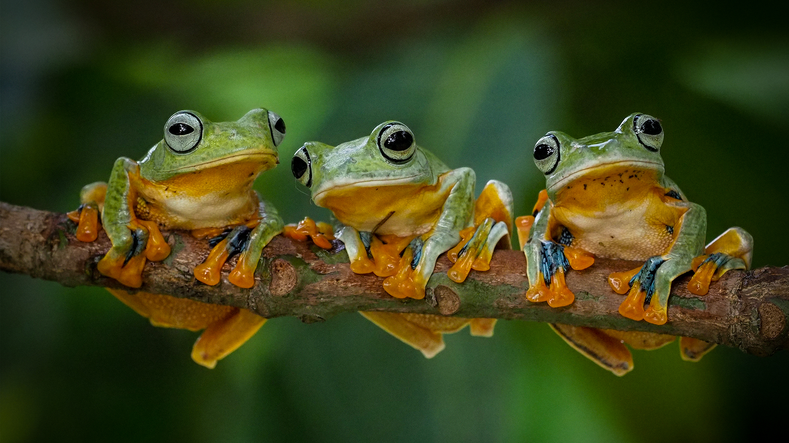 brf_warumdarum_fröschewetter