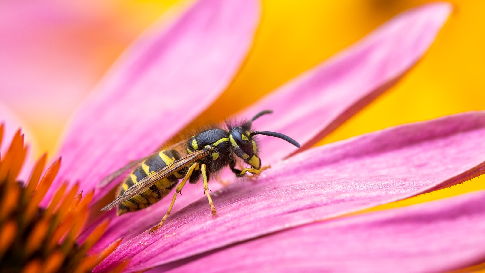 brf_warumdarum_kaffee_wespen