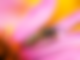 brf_warumdarum_kaffee_wespen