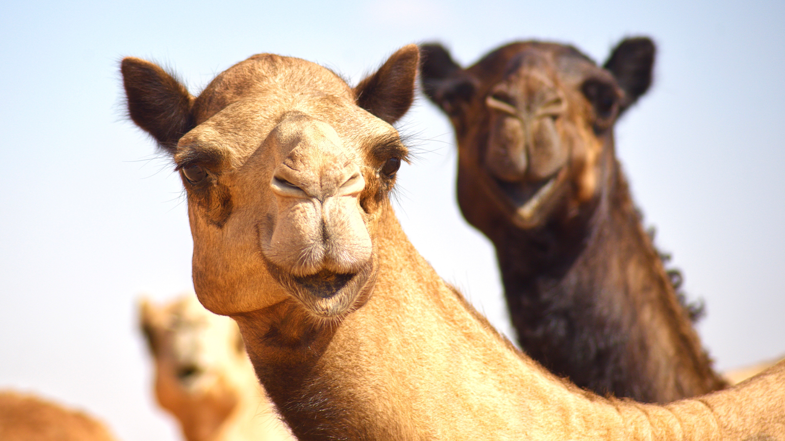 brf_warumdarum_kamelnadelöhr