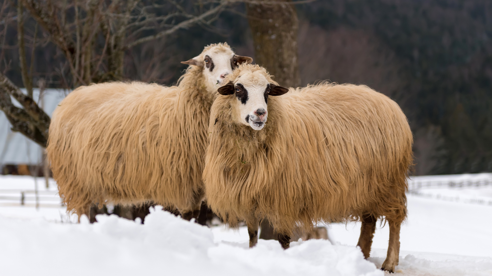 brf_warumdarum_schafskälte