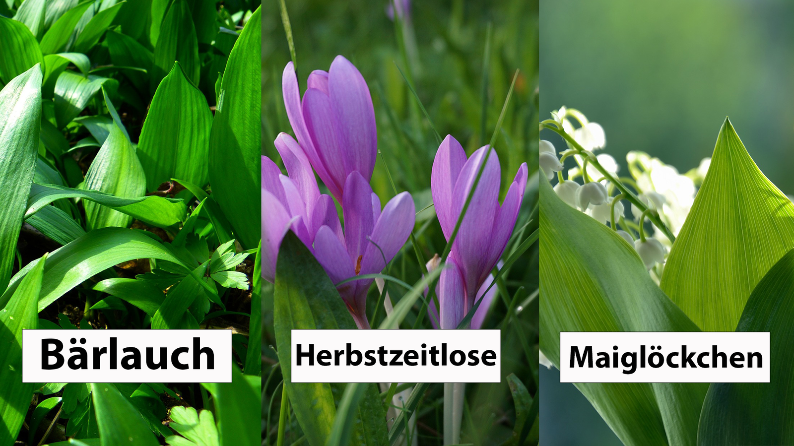 berliner-rundfunk-neues-aus-berlin-und-brandenburg-bärlauch-2023