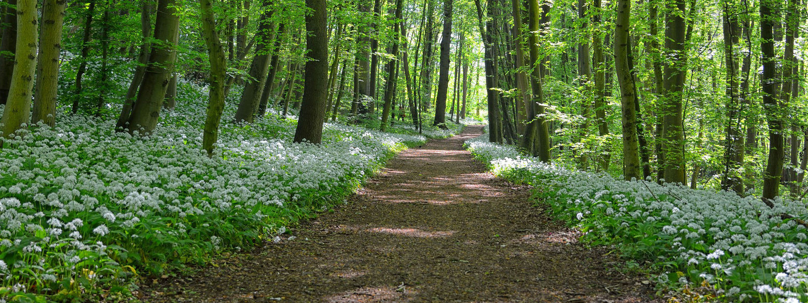 berliner-rundfunk-leben-in-berlin-und-brandenburg-bärlauch-header