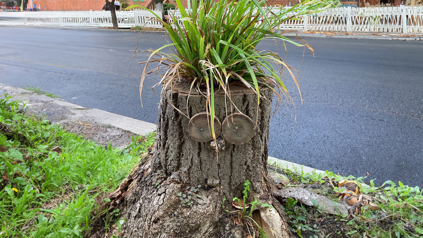 Baum-Gesichter in Berlin 