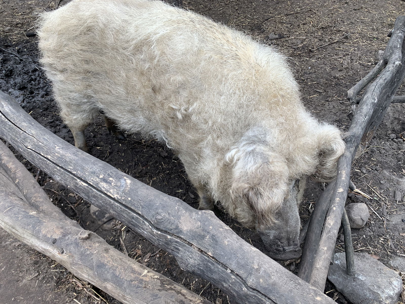 S-Bahnhof Wollankstraße