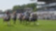 "Renntag des Sports" Hoppegarten