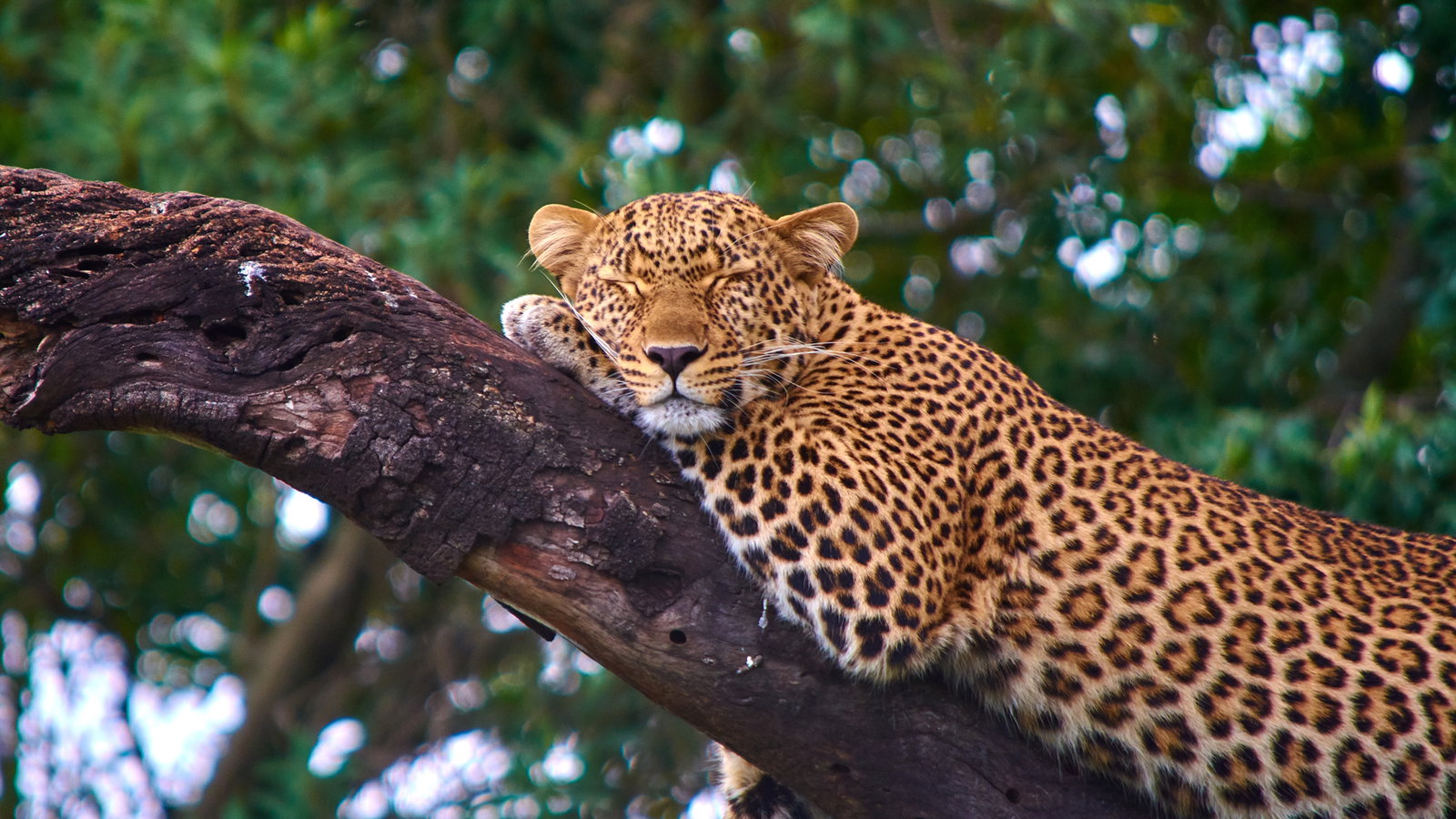Ein Leopard schläft auf einem Baum