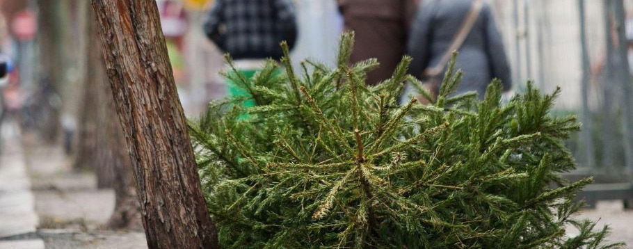 190102 weihnachtsbaum entsorgung