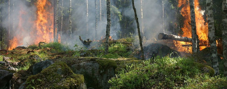 Waldbrand forest fire 432870 1920