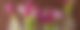 Tulpen