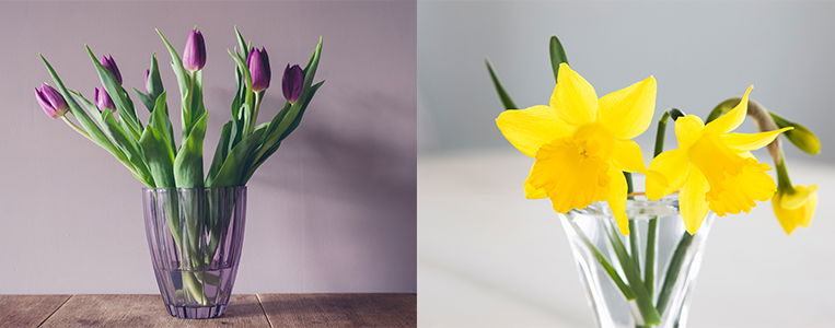 Warum Darum NarzissenTulpen