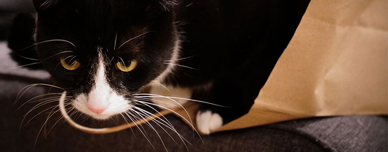 WarumDarum KatzeTute