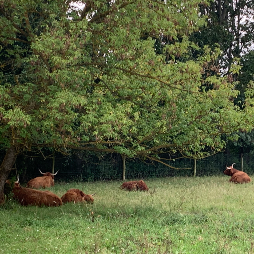 S-Bahnhof Ahrensfelde